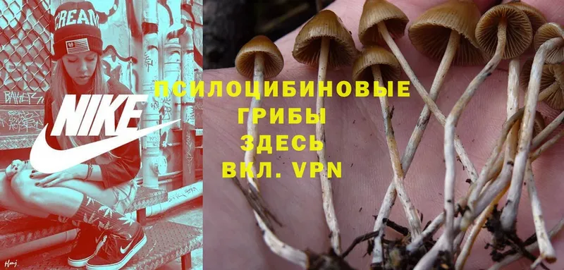 где купить наркотик  Бийск  Псилоцибиновые грибы MAGIC MUSHROOMS 